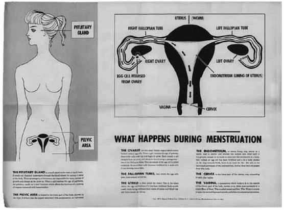 Le Cycle Reproductif Féminin